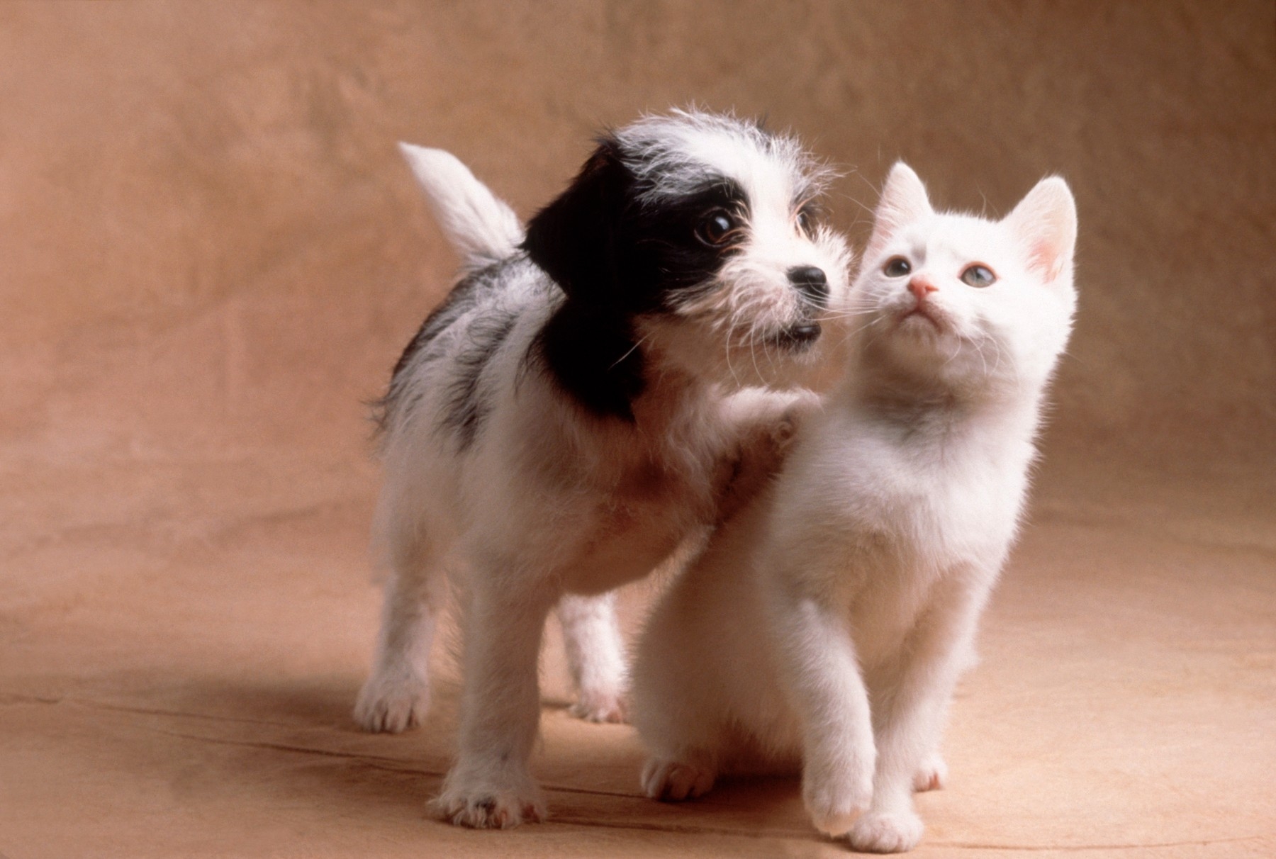 Кошечки собачки урожай. Собачки и кошечки. Щенок и котенок. Милые котики и собачки. Забавные котята и щенки.