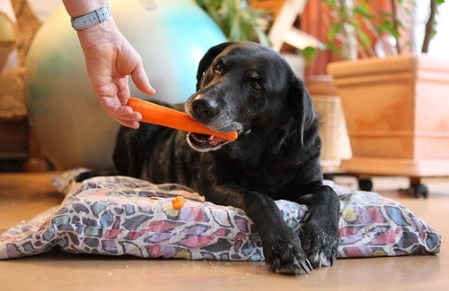 Pas jede šargarepu