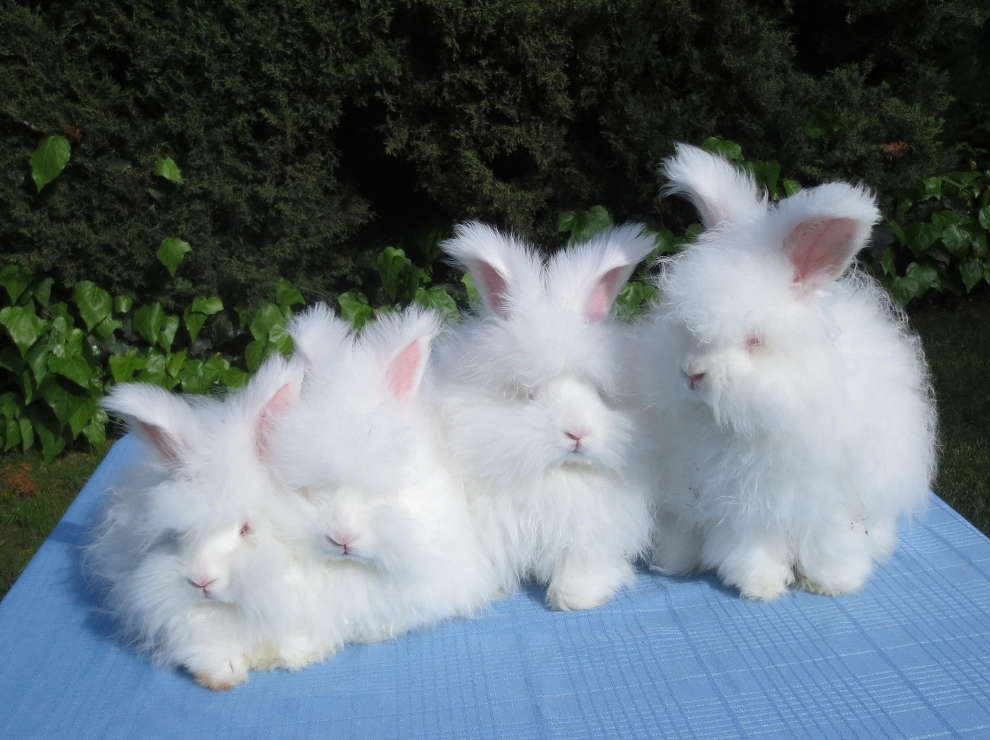 Порода маленьких кроликов. Ангорский карликовый кролик. Ангорский пуховой кролик. Ангорская порода кроликов. Ангорские кролики короткошерстные.