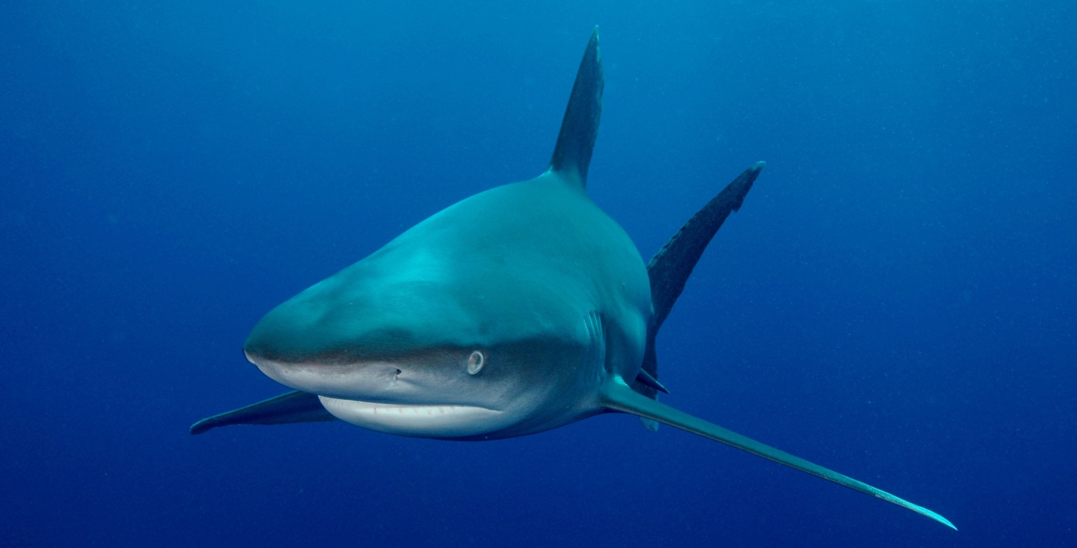 видео шарк. Jaws unleashed 2. тигровая акула в аквариуме. октонафты и тигровая акула. а акула алфавит.