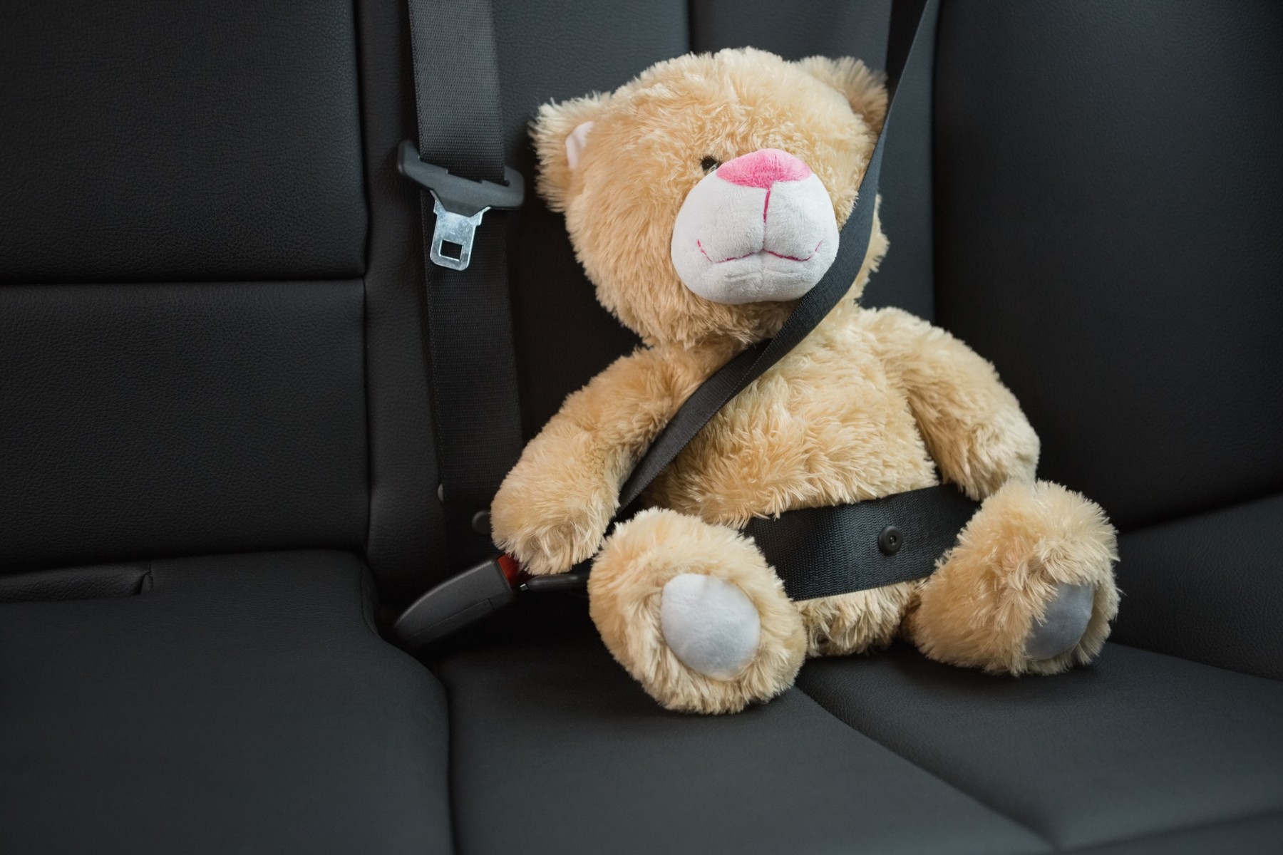 Medved vezan pojasom u autu