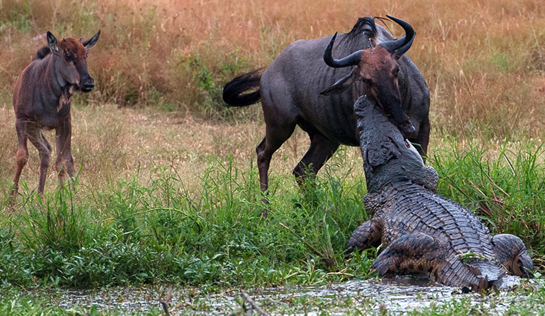 Хищники дикой африки видео. Нильский крокодил охота на Львов. Крокодил против антилопы гну. Схватка крокодила и бегемота.