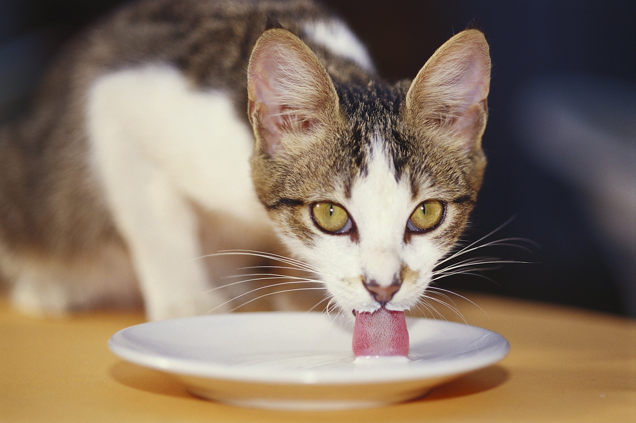Можно котам кефир. Кошка пьет молоко. Кот лакает. Кошка лакает молоко. Кошка пьет из миски.