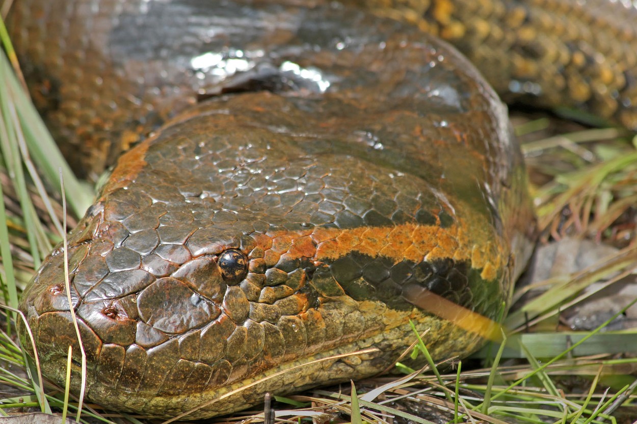 Обитания анаконды. Анаконда змея. Змея Анаконда гигантская. Змея зеленая Анаконда.