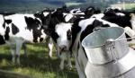 Krave na farmi