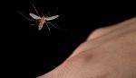 komarac leti prema ruci