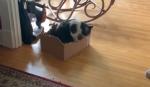 Mačka jede karton