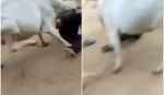 Maltretirao psa pa ga nabola krava