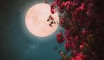 ružičasti Mesec