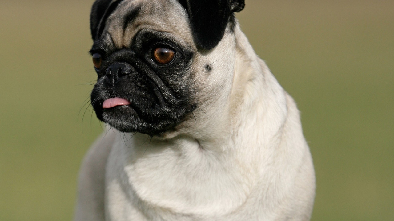 Mops