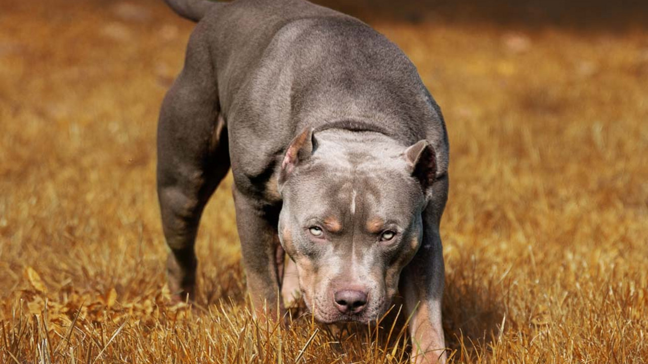 Pitbul