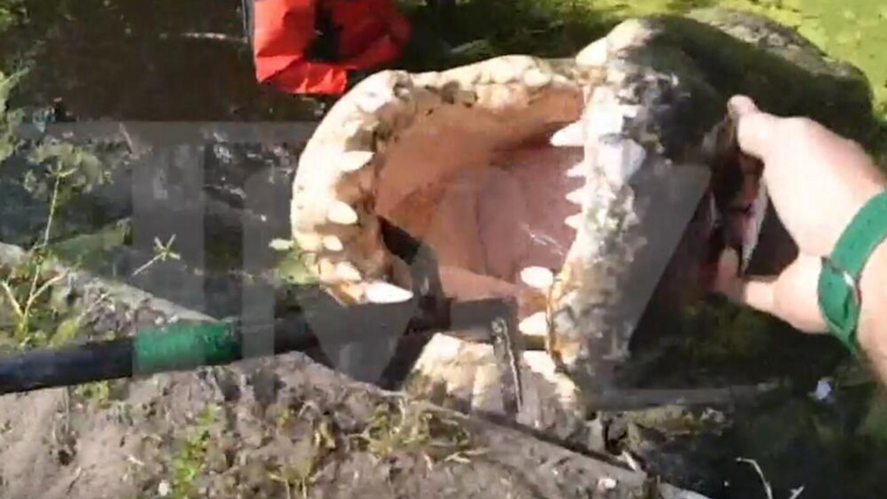 aligator