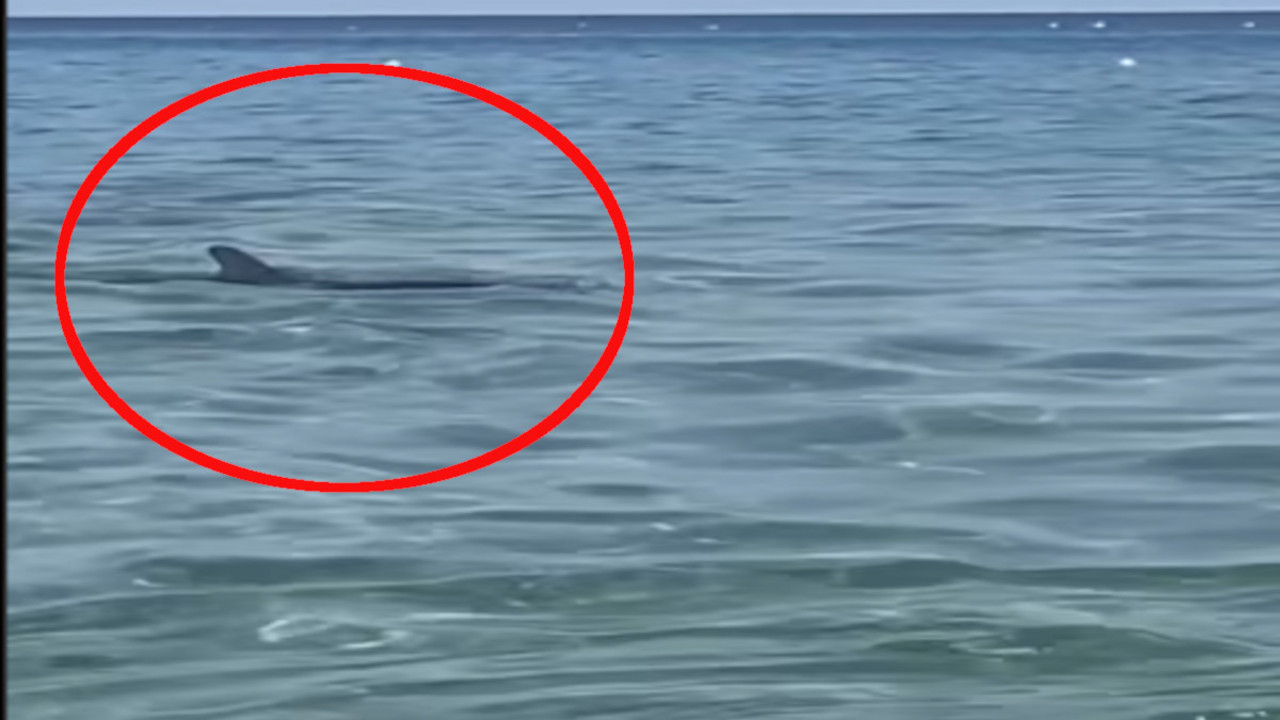 Delfin u Grčkoj