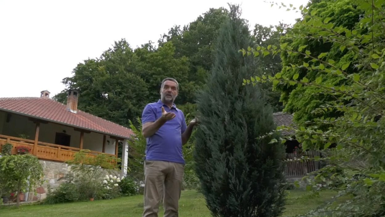 Tuje dvorište