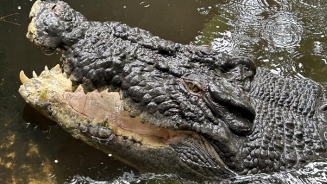 Krokodil Kasijus