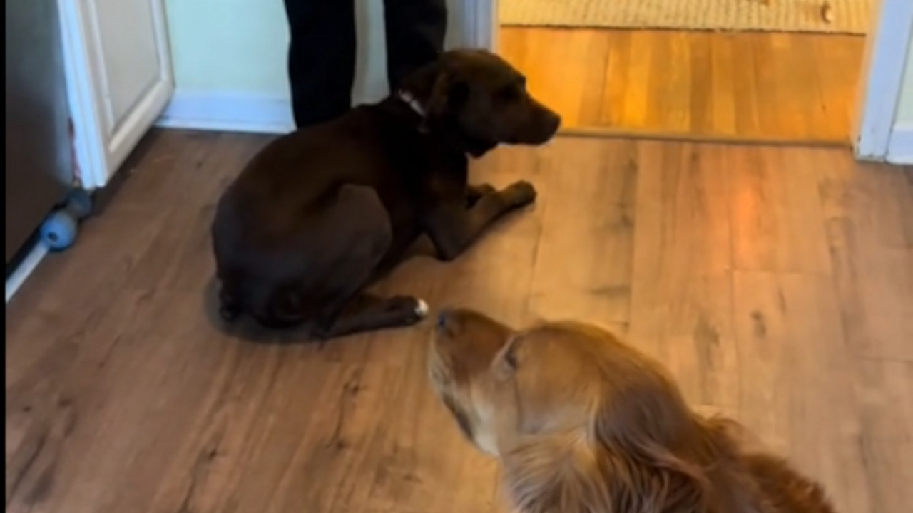 Labrador i retriver