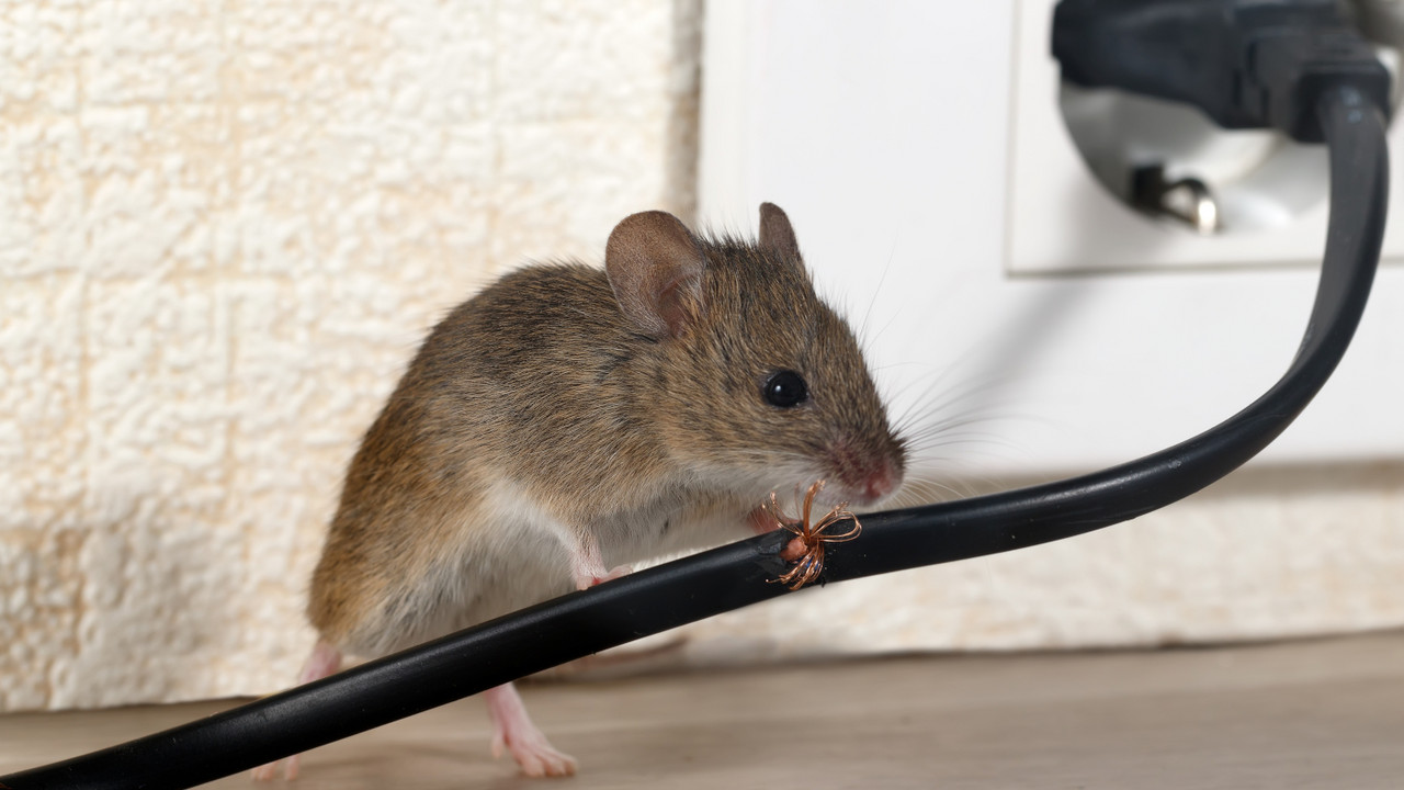 miš