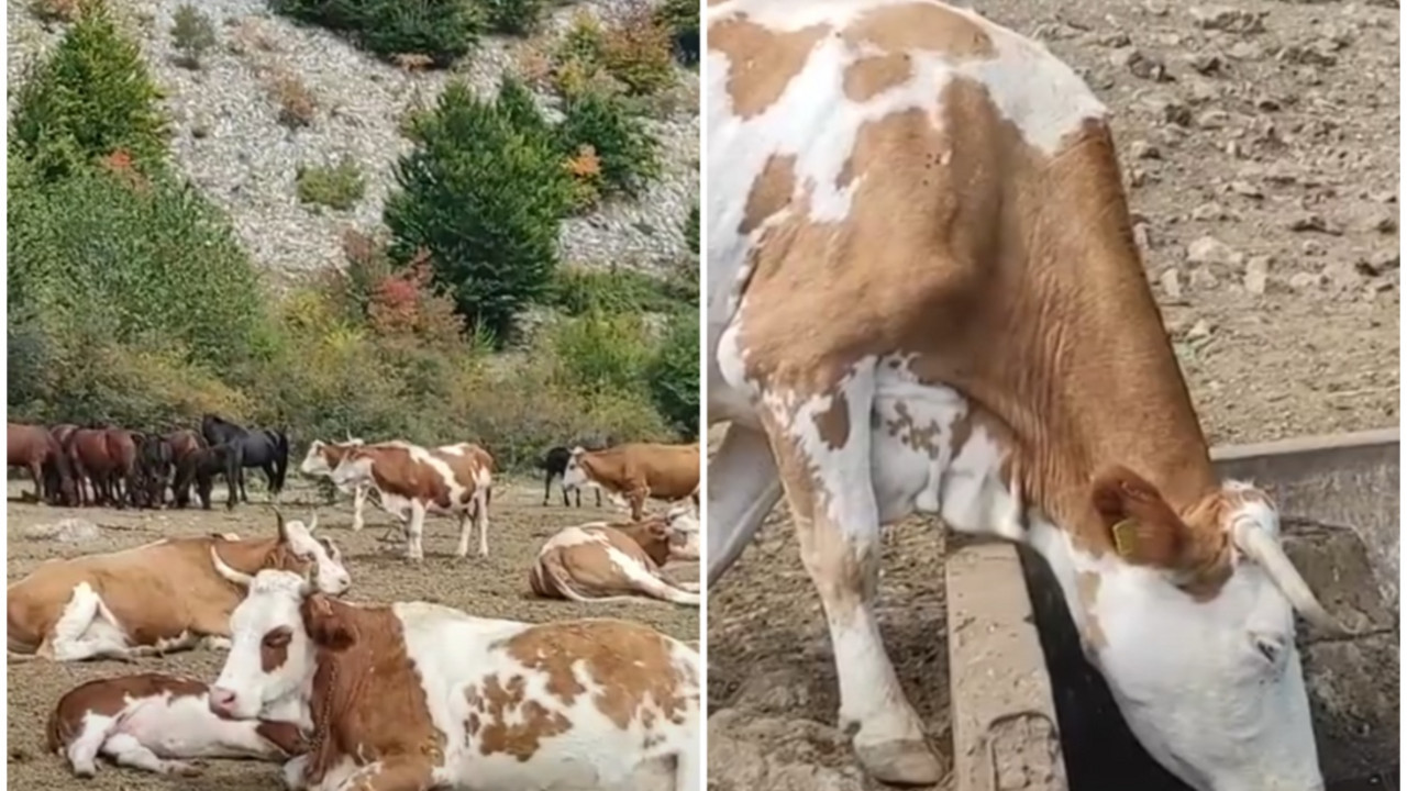 Stoka na Suvoj Planini