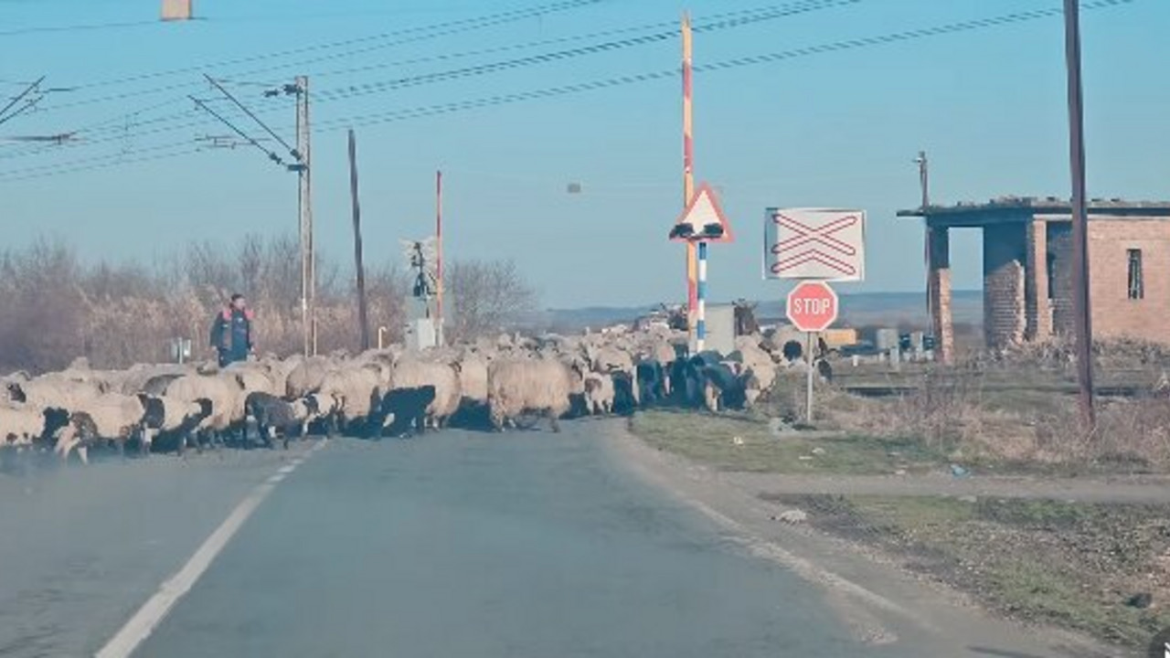 Sremska Mitrovica