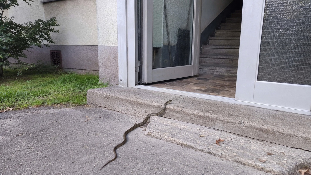 Zmije u zgradama
