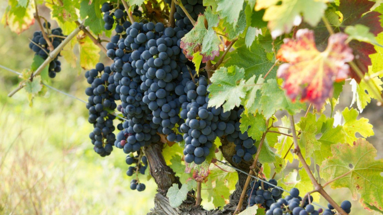 Grožđe