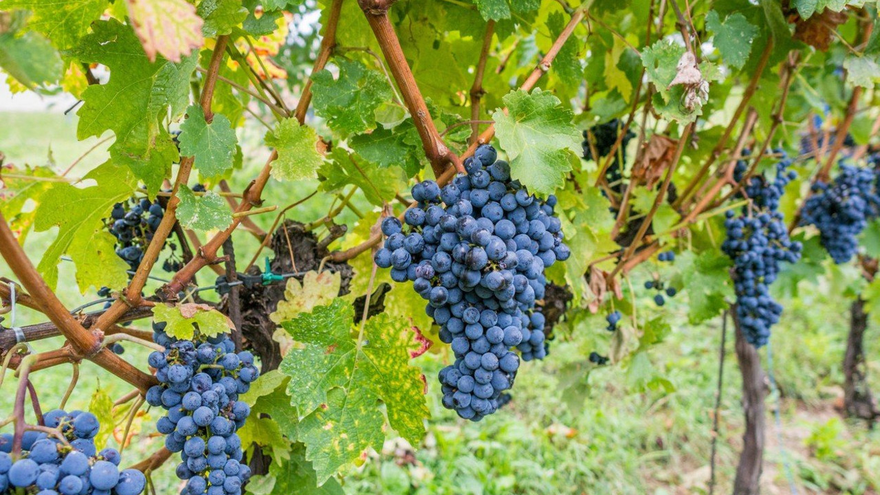 grožđe