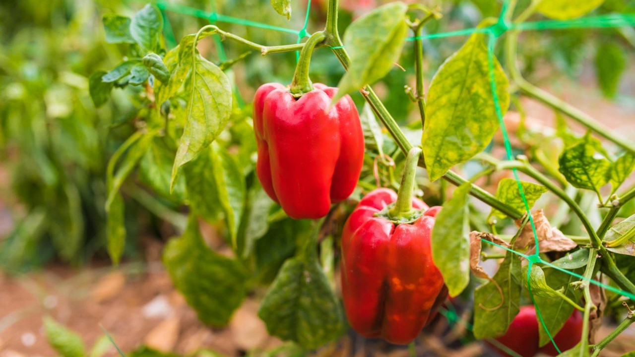 Paprika