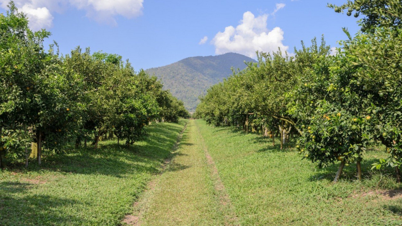 Voćnjak