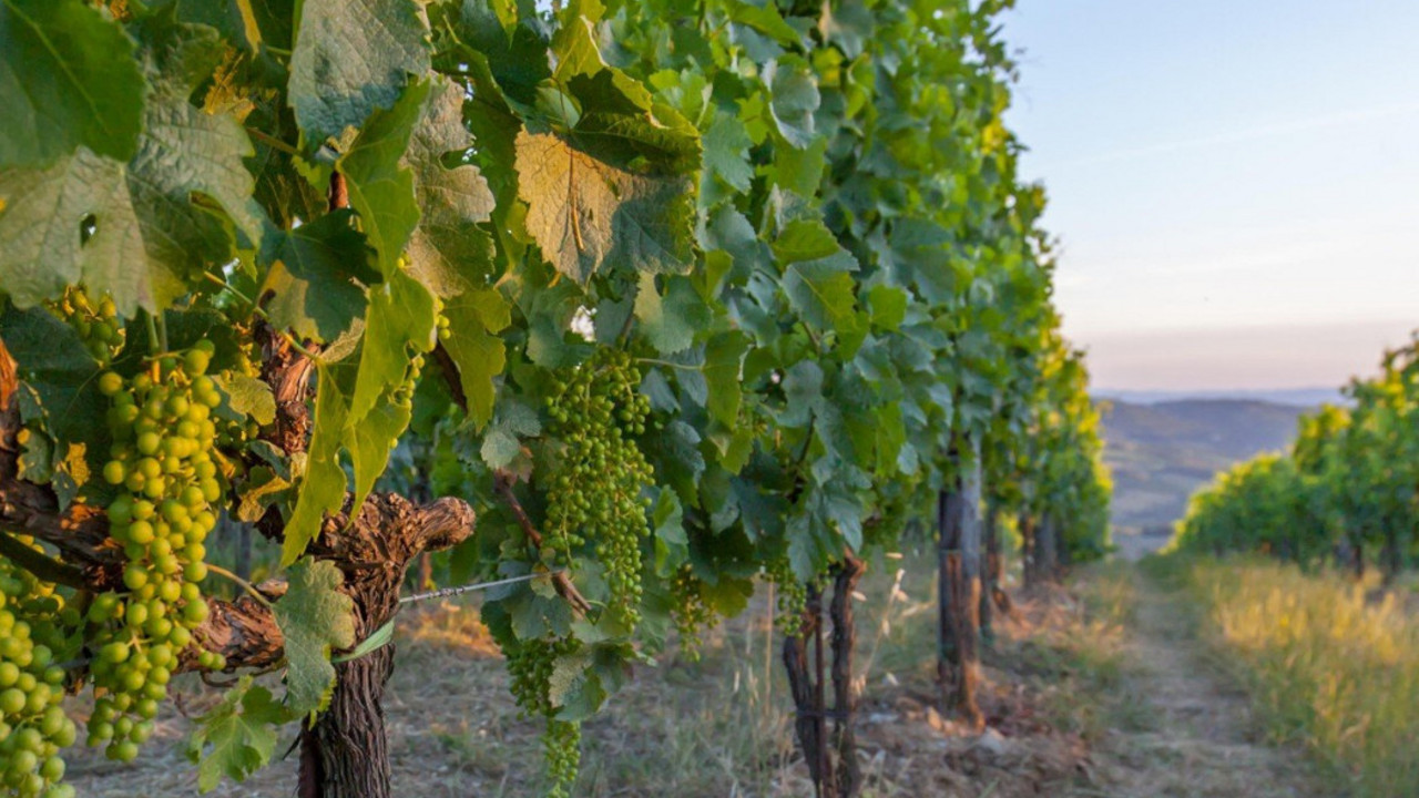 Vinograd