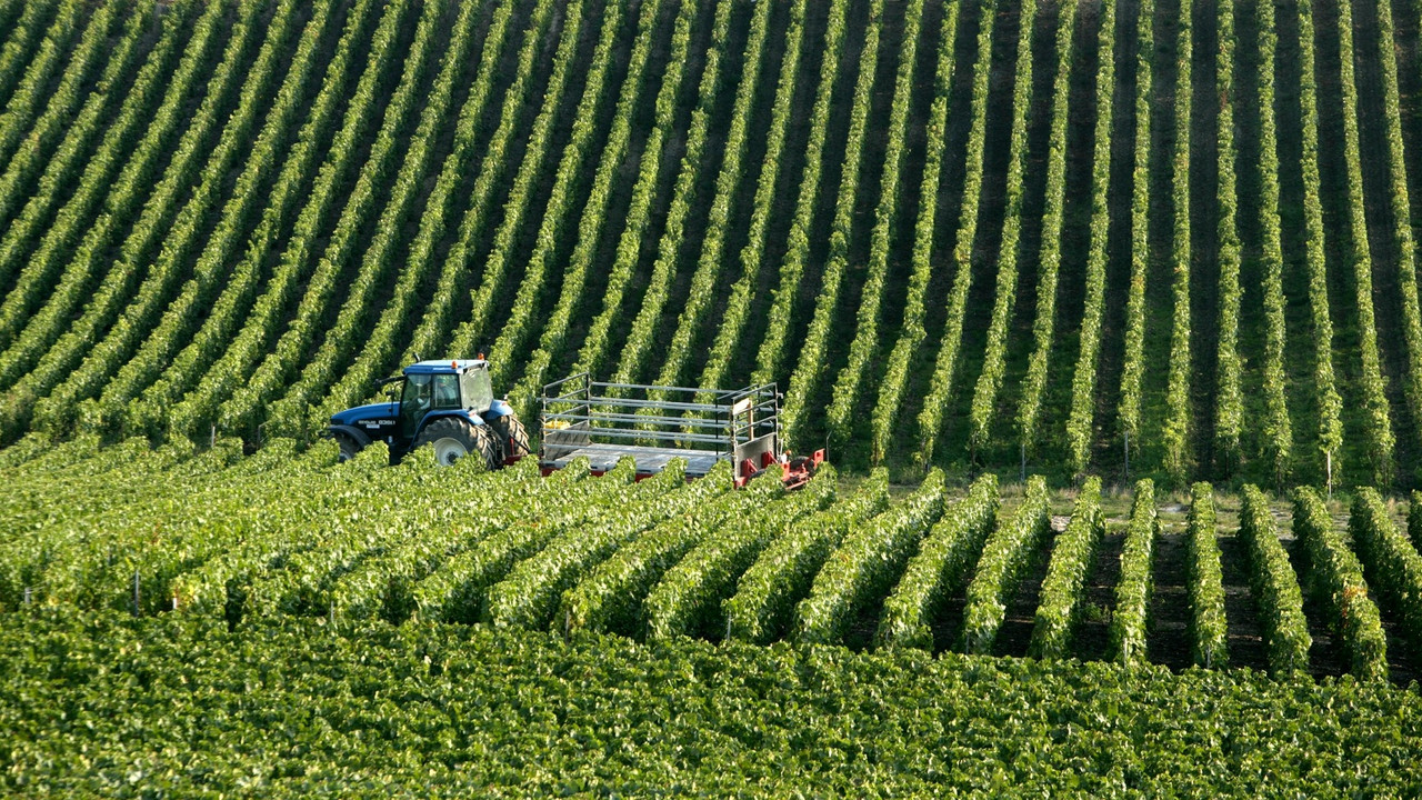 Šampanj, vinogradi, berba, traktor