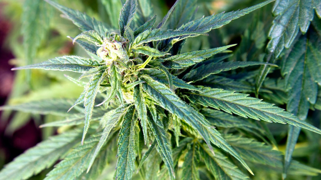 marihuana