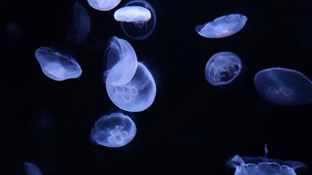 meduze