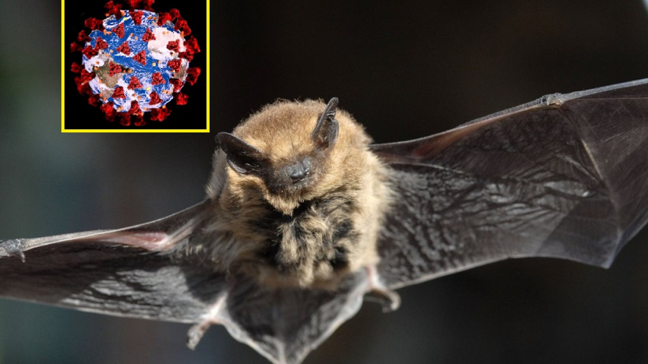 Slepi miš, koronavirus