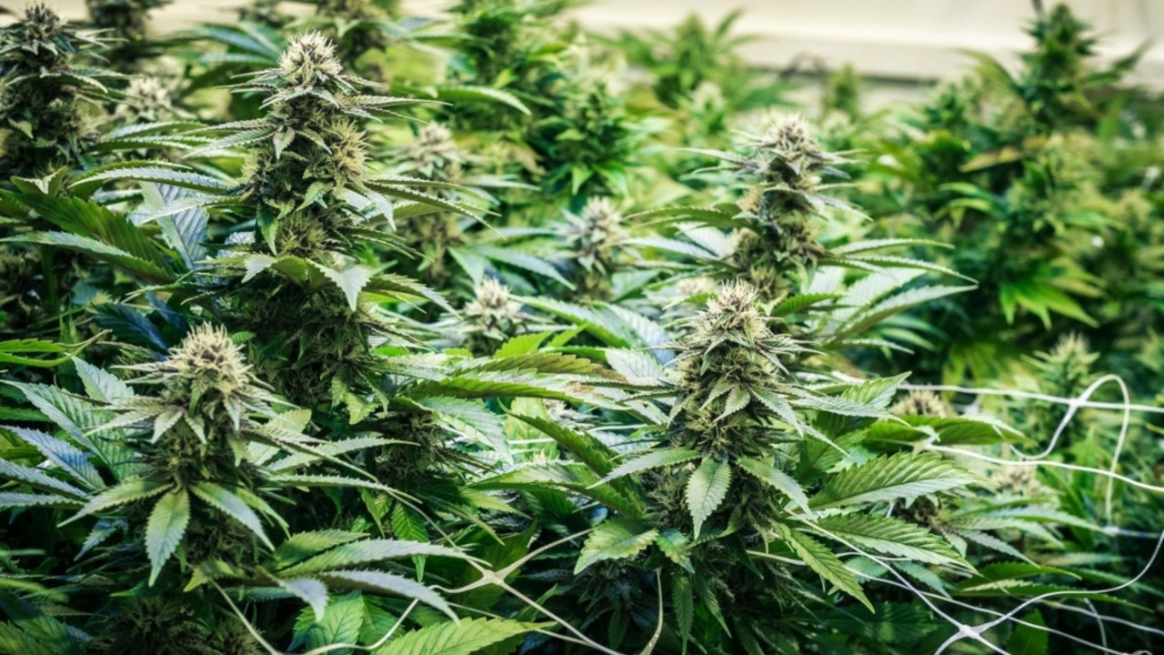 Marihuana