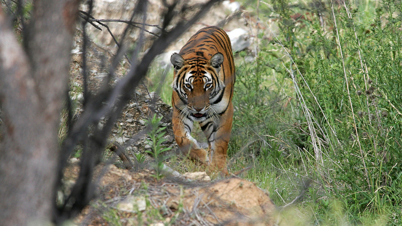 Južnokineski tigar
