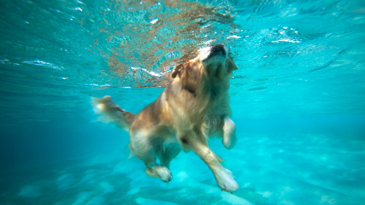 retriver