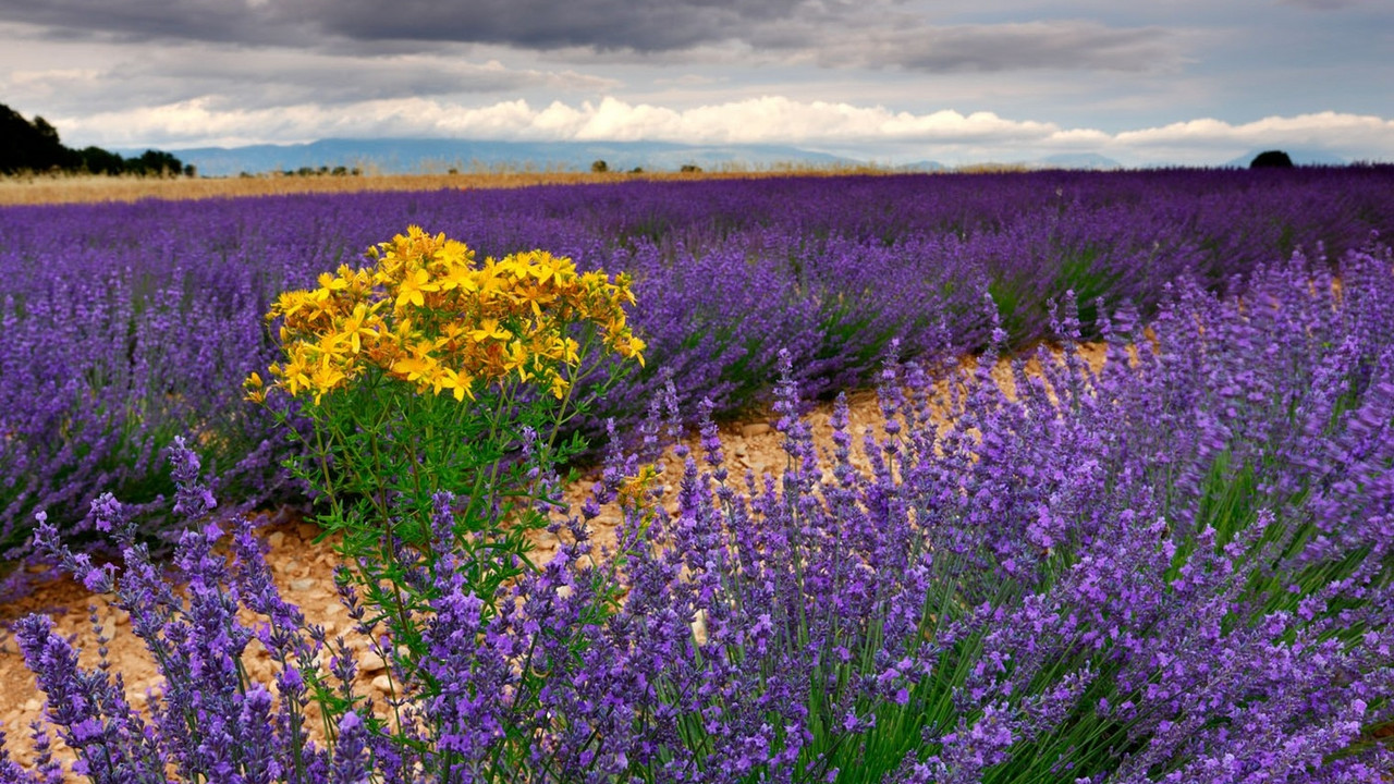 Lavanda