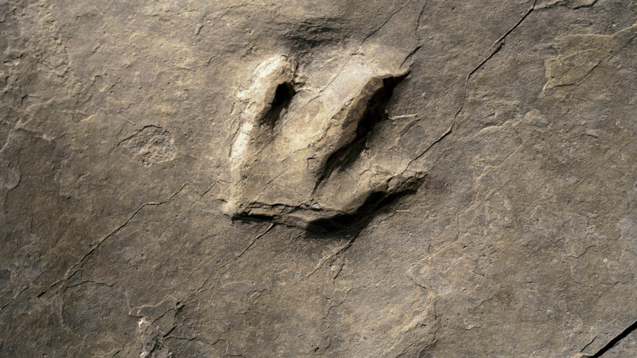 Fosilni otisak dinosaurusove stope