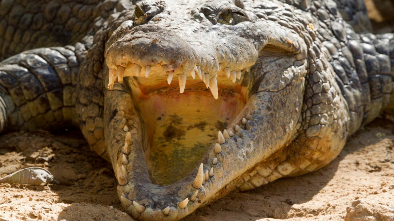 Krokodil