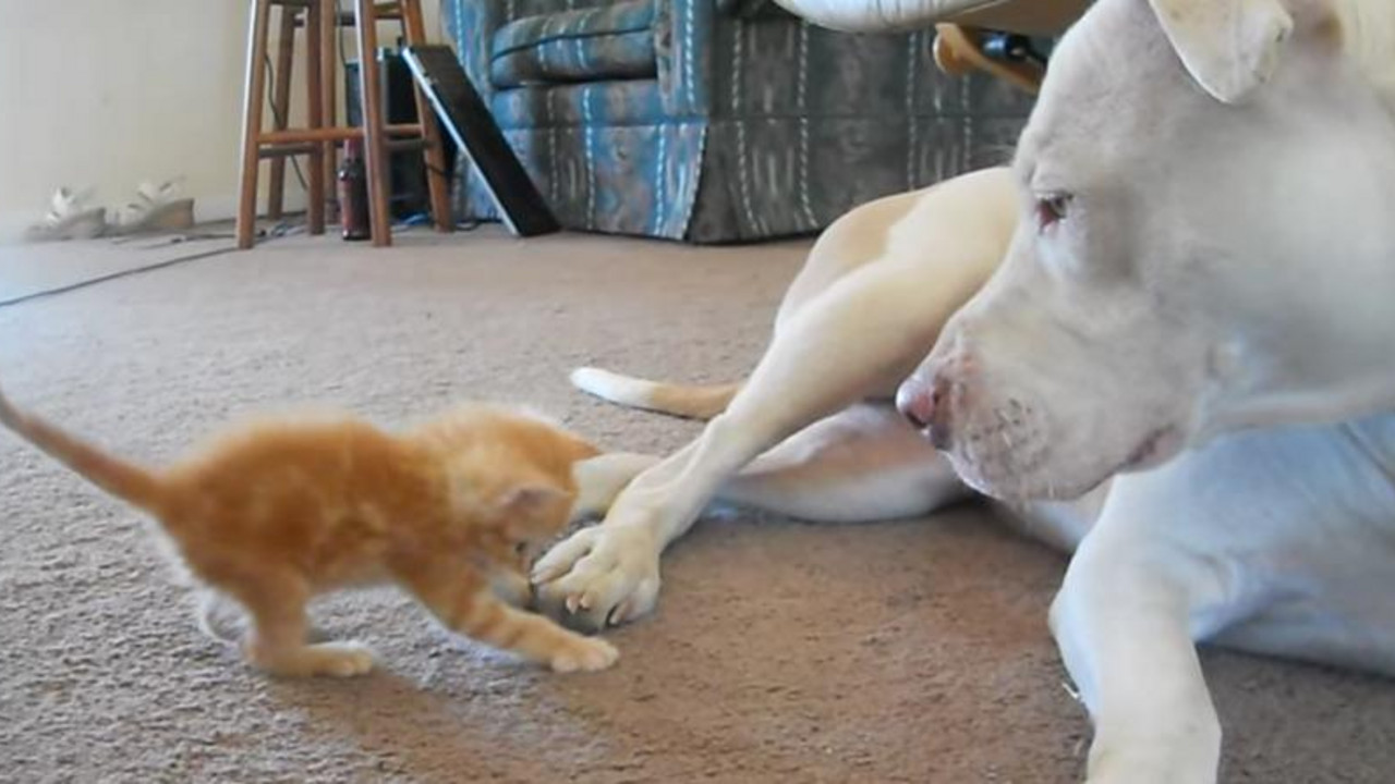 Maca i pitbul