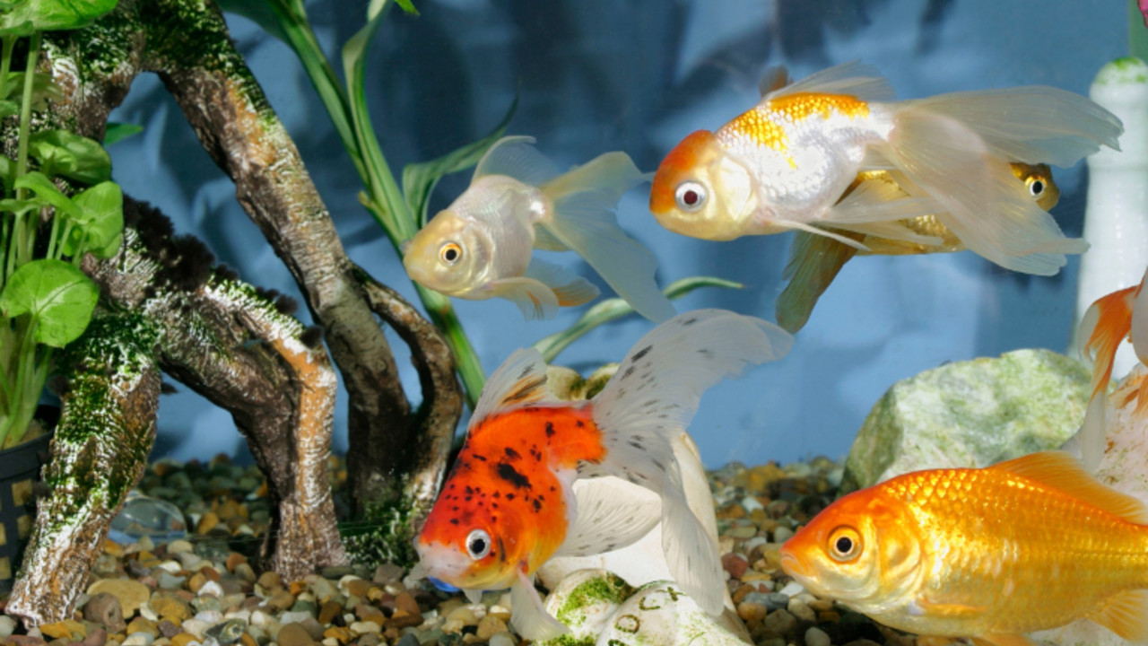 Ribice u akvarijumu
