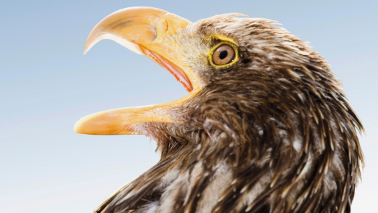 Orao - profil