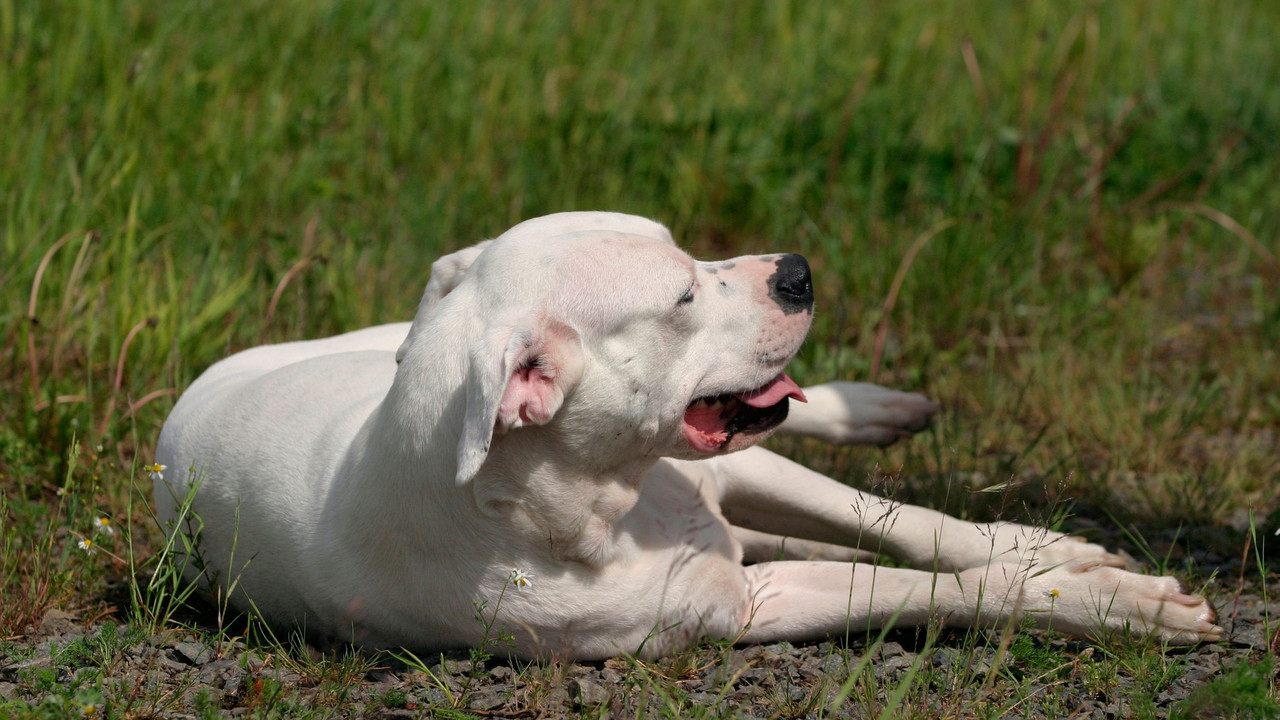 Doga Argentino