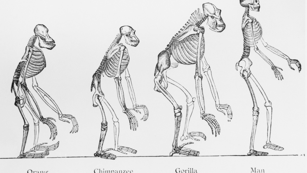 Evolucija