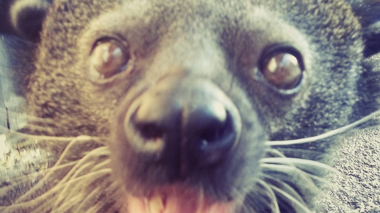 životinja pravi selfie