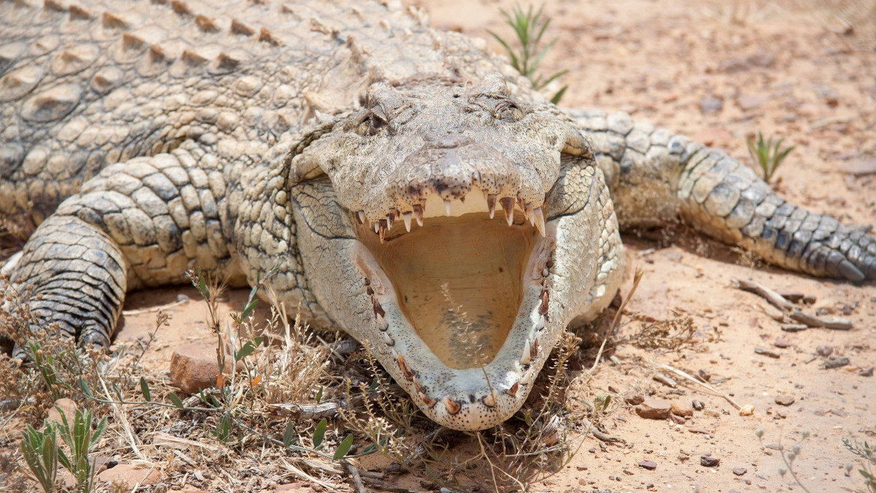 Krokodil