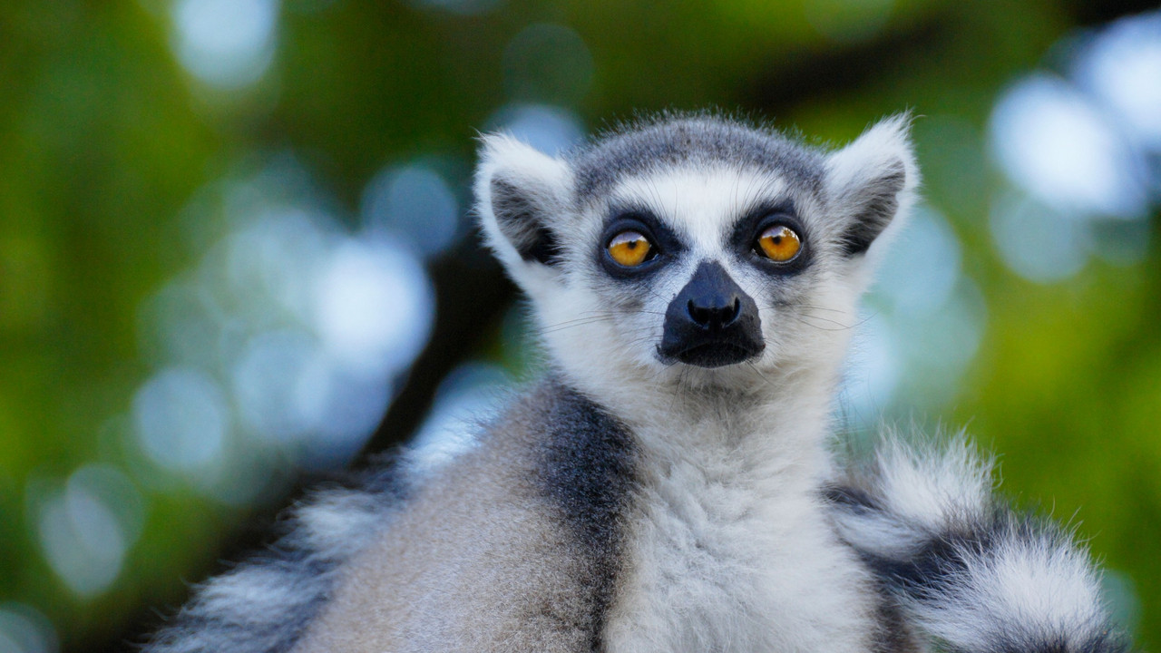 Lemur