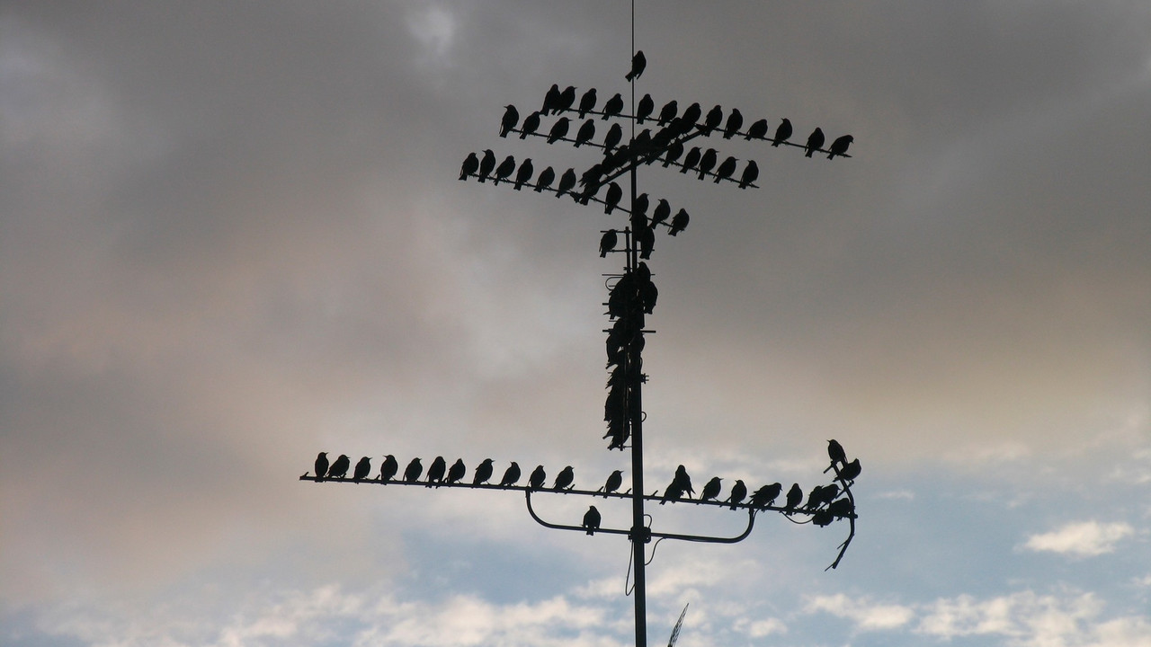 Antena