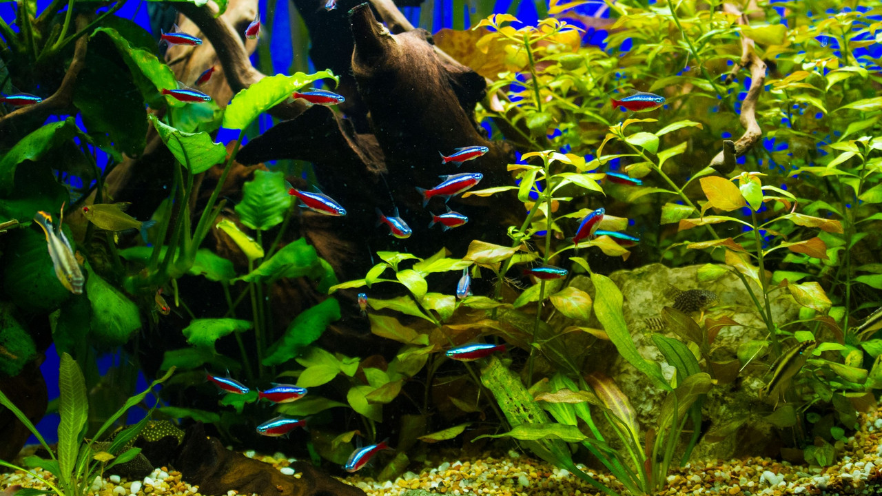 Biljke u akvarijumu