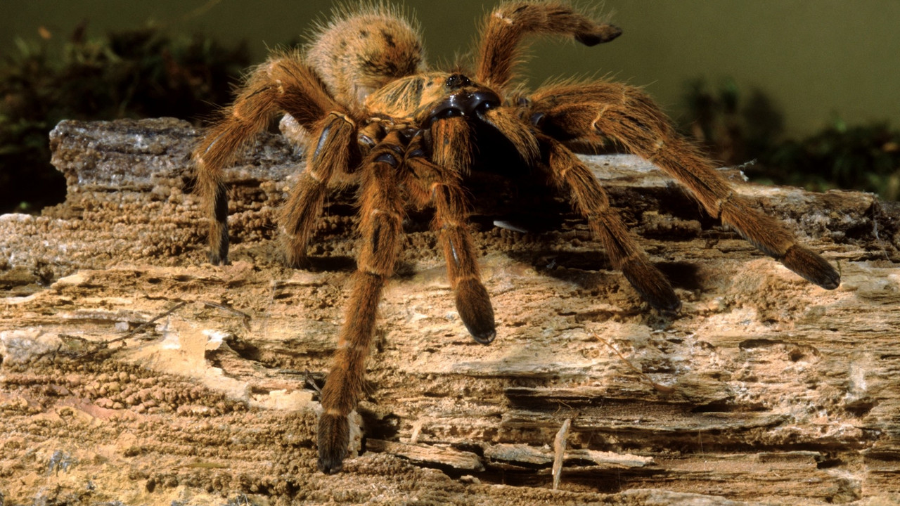 Tarantula
